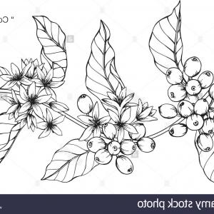 300x300 Stock Photo Coffee Tree Drawing Illustration Black And White - Coffee Tree Drawing