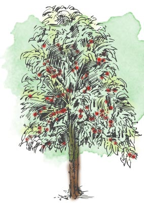 284x402 The Bean - Coffee Tree Drawing