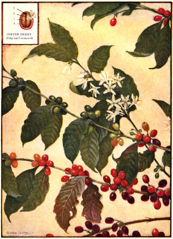 600x828 The Project Gutenberg Ebook Of All About Coffee - Coffee Tree Drawing