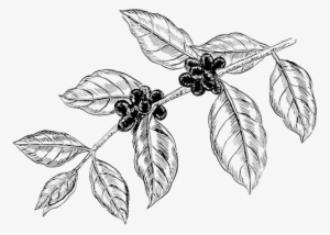 300x214 Tree Drawing Png Images Png Cliparts Free Download On Seekpng - Coffee Tree Drawing