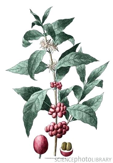 367x530 what does a coffee plant look like coffee plant care indoor - Coffee Tree Drawing
