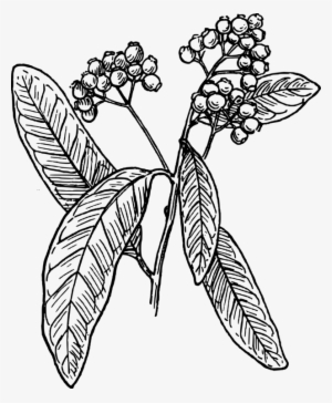 300x364 Allspice Drawing Black And White Clove - Coffee Tree Drawing