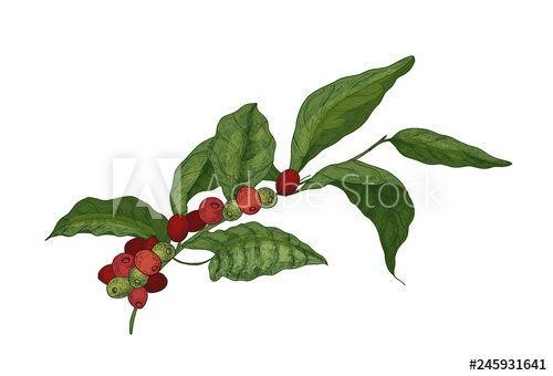 500x340 Botanical Drawing Of Coffea Or Coffee Tree Branch With Leaves - Coffee Tree Drawing