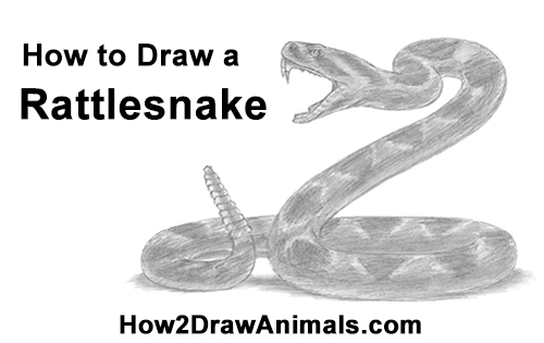 500x315 How To Draw A Rattlesnake - Coiled Rattlesnake Drawing