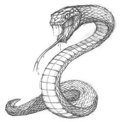 236x240 Best Snake Drawing Images Snake Drawing, Drawings, Snake Art - Coiled Rattlesnake Drawing