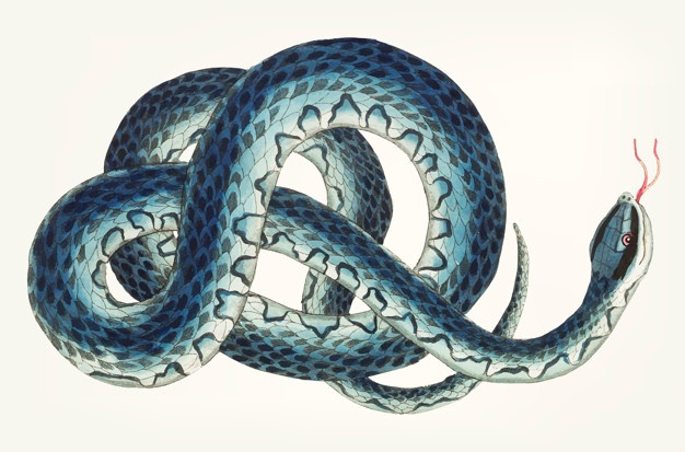 626x413 Snake Vectors, Photos And Free Download - Coiled Rattlesnake Drawing