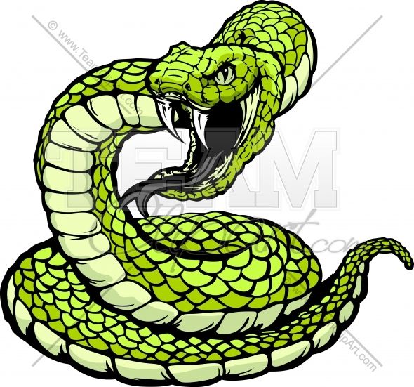 590x551 Striking Viper Or Coiled Snake - Coiled Rattlesnake Drawing