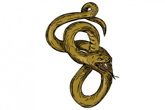 580x387 Viper Coiled Ready To Pounce Drawing - Coiled Rattlesnake Drawing