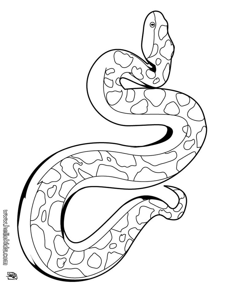 736x951 Coiled Snake Drawing At Getdrawings Com Free For Personal Use - Coiled Rattlesnake Drawing