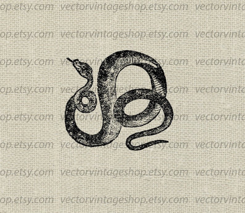 794x689 Coiled Snake Vector Clipart Instant Download Digital Reptile Etsy - Coiled Snake Drawing