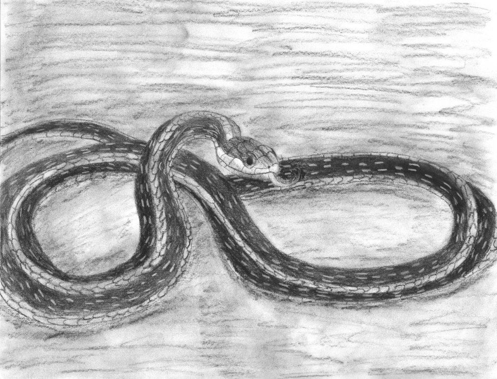 1024x780 Huge Collection Of 'coiled Snake Drawing' Download More Than - Coiled Snake Drawing