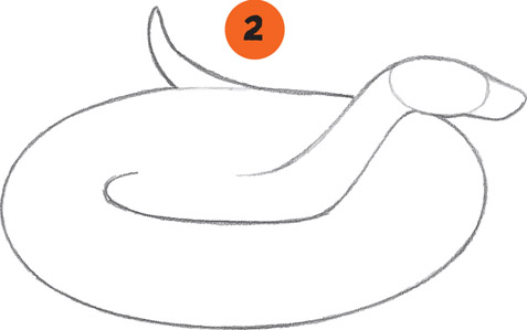 477x299 Snake - Coiled Snake Drawing