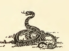 233x171 Snake Drawings - Coiled Snake Drawing