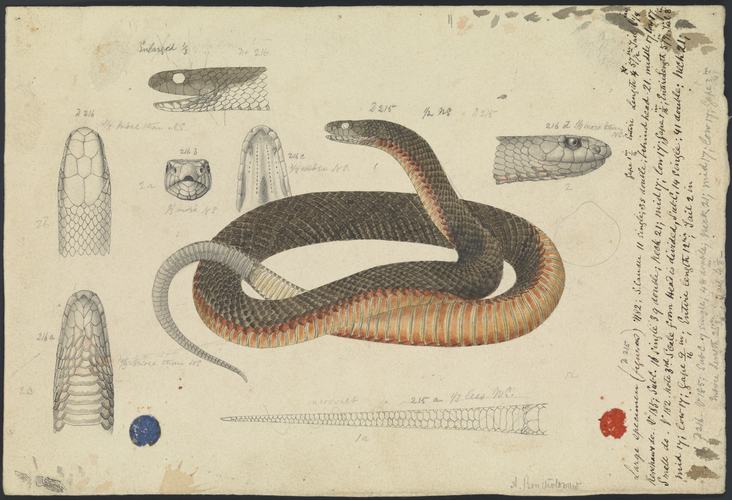 732x500 Watercolour Illustration And Notes - Coiled Snake Drawing