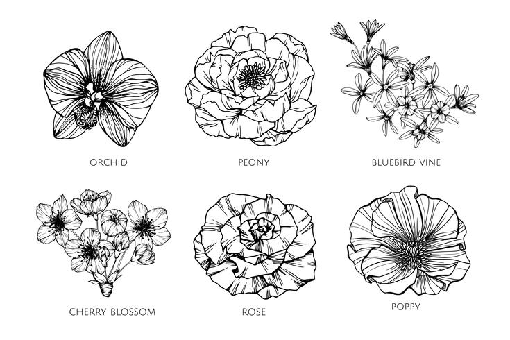 735x490 Collection Set Of Flower Drawing Illustration - Collection Drawing