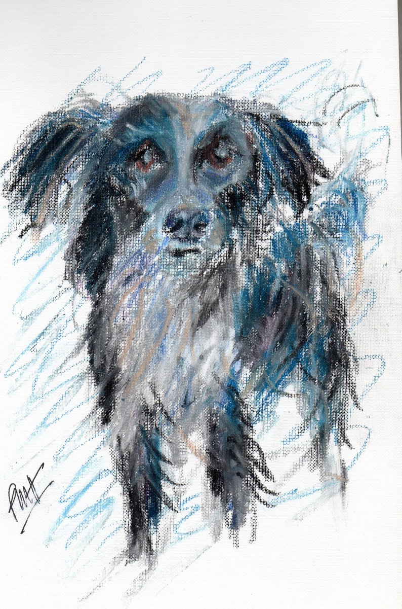 794x1201 border collie drawing in oil pastel border collie portrait etsy - Collie Drawing
