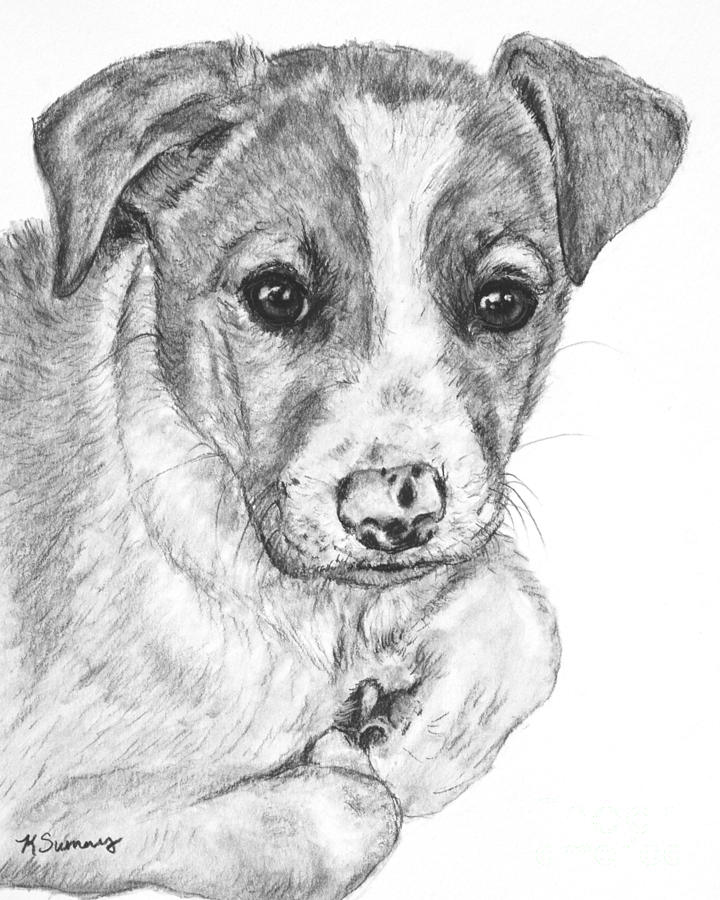 720x900 border collie puppy drawing drawing - Collie Drawing