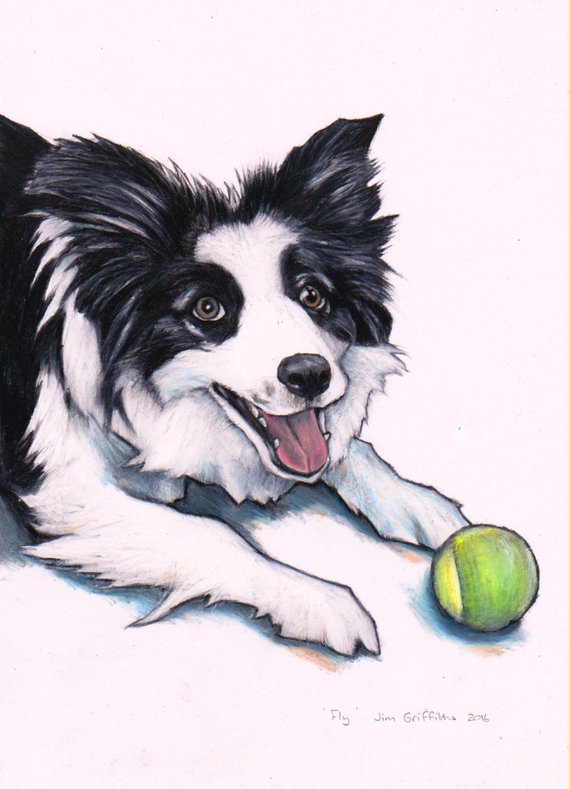 570x789 border collie custom drawing commission a border collie etsy - Collie Drawing
