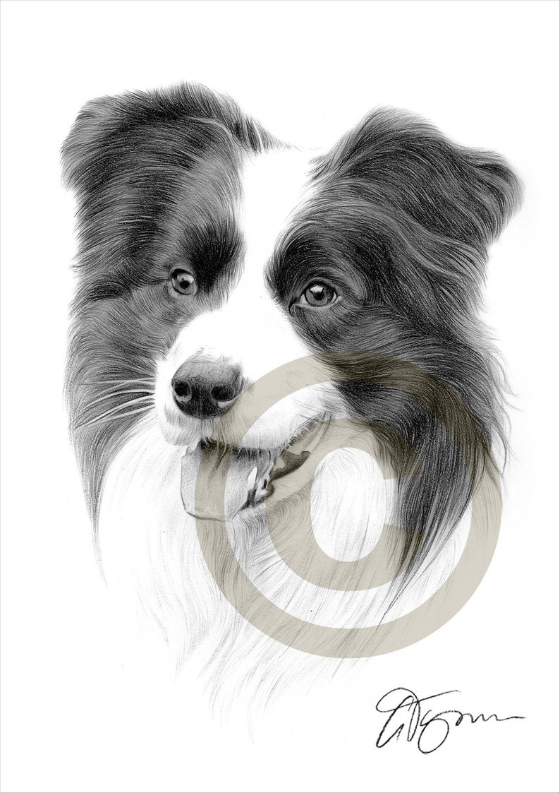 794x1123 border collie pencil drawing print artwork signed - Collie Drawing