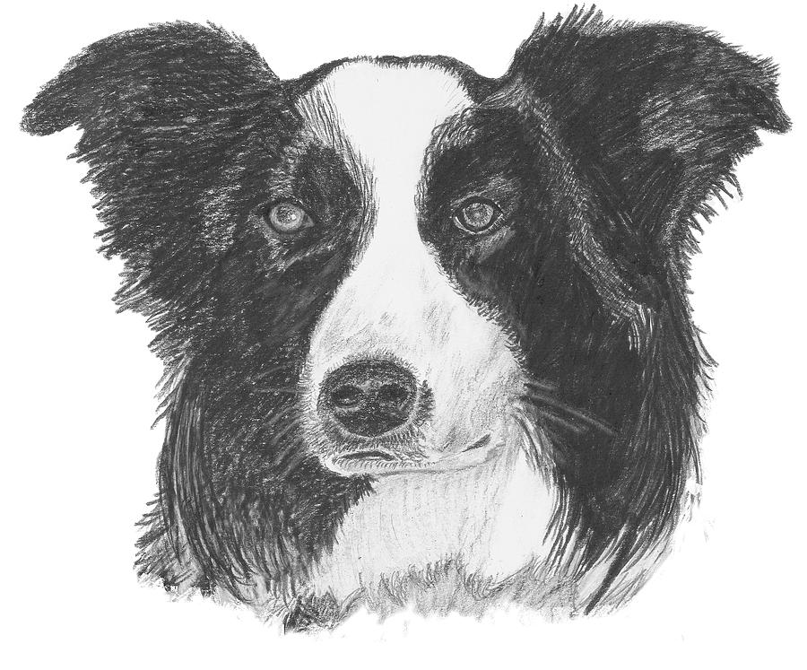 900x747 english border collie drawing - Collie Drawing