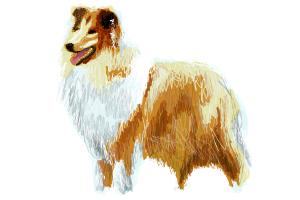 300x200 how to draw rough collie - Collie Drawing