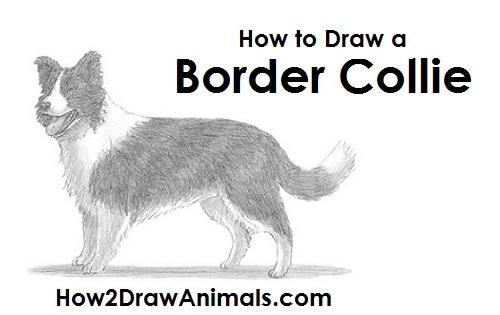 500x315 how to draw a border collie - Collie Drawing