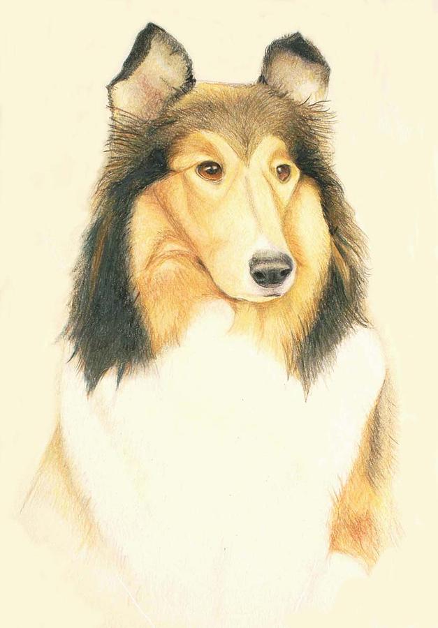 627x900 the collie drawing - Collie Drawing
