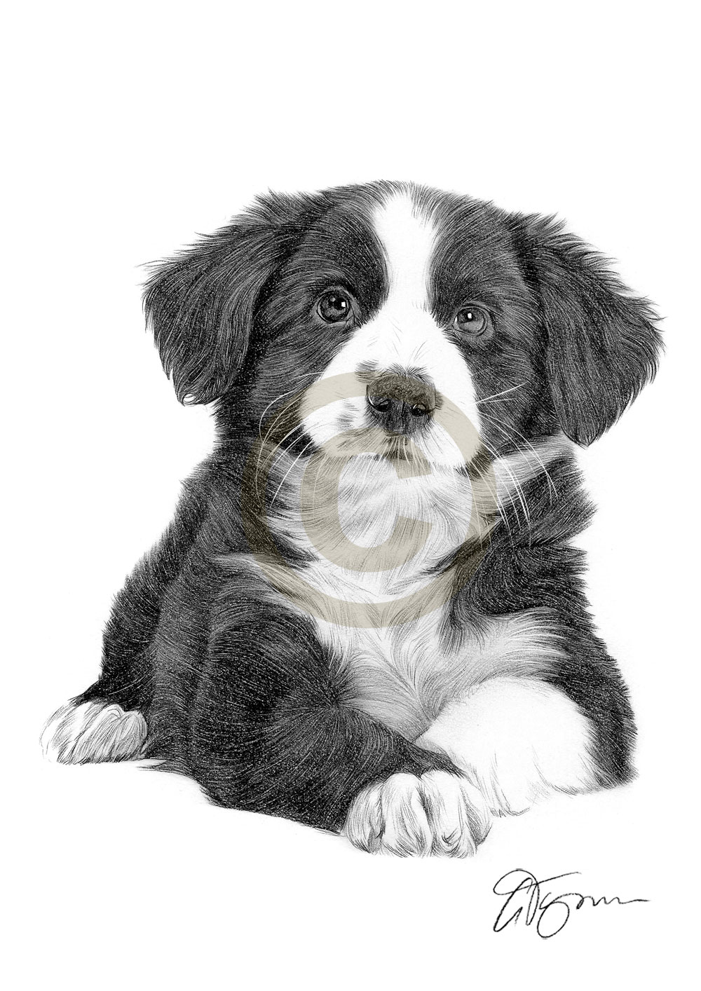 1000x1414 border collie puppy pencil drawing art print only signed - Collie Drawing