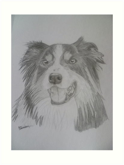 413x549 tipple border collie drawing art prints - Collie Drawing
