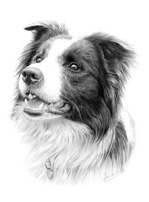 308x416 border collie drawing pet art border collie art, collie - Collie Drawing