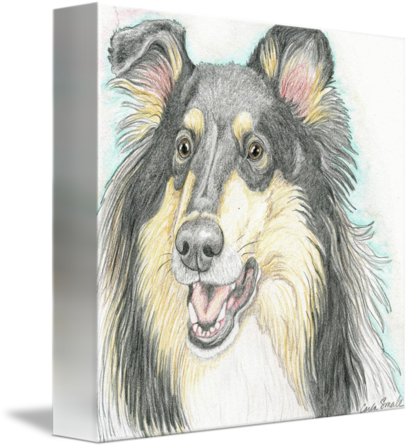 594x650 collie original drawing - Collie Drawing