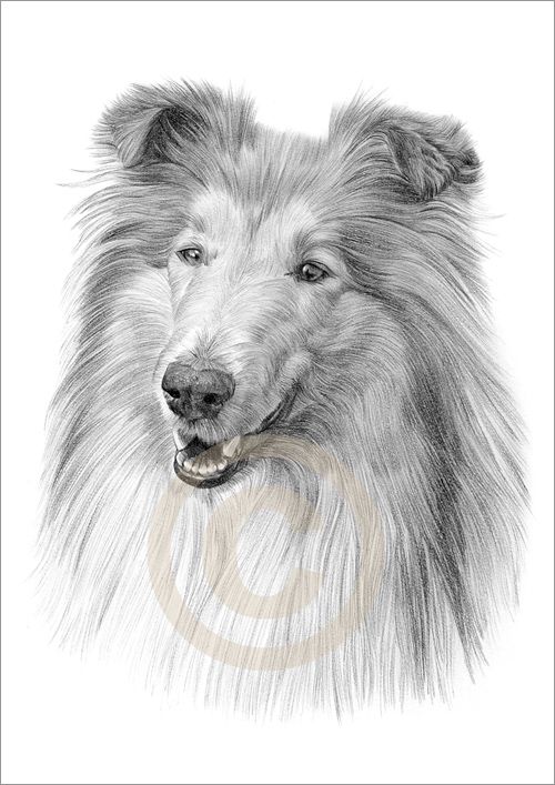 500x707 drawing collies details about dog rough collie art pencil - Collie Drawing