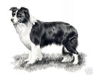 300x242 border collie pencil dog drawing x art print - Collie Drawing