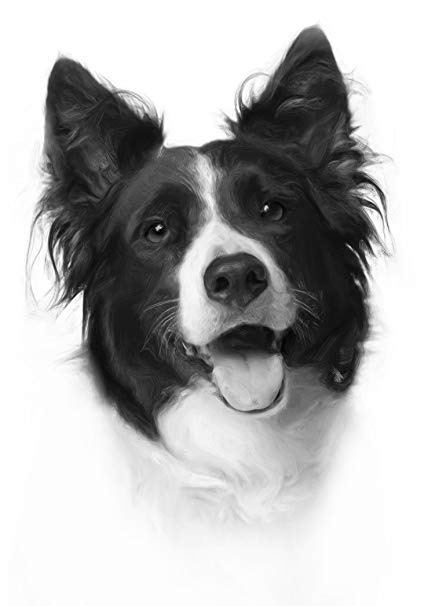 428x606 border collie drawing print picture - Collie Drawing