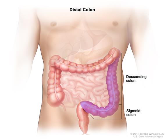 571x478 definition of distal colon - Colon Drawing