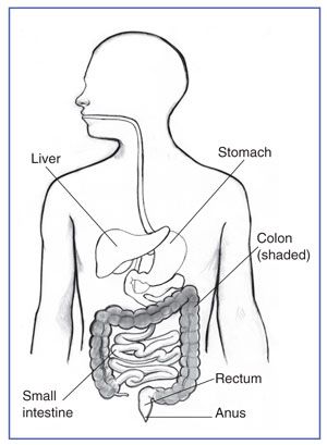 300x409 drawing showing the digestive system with the liver, stomach - Colon Drawing