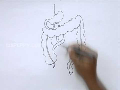 480x360 how to draw a colon - Colon Drawing