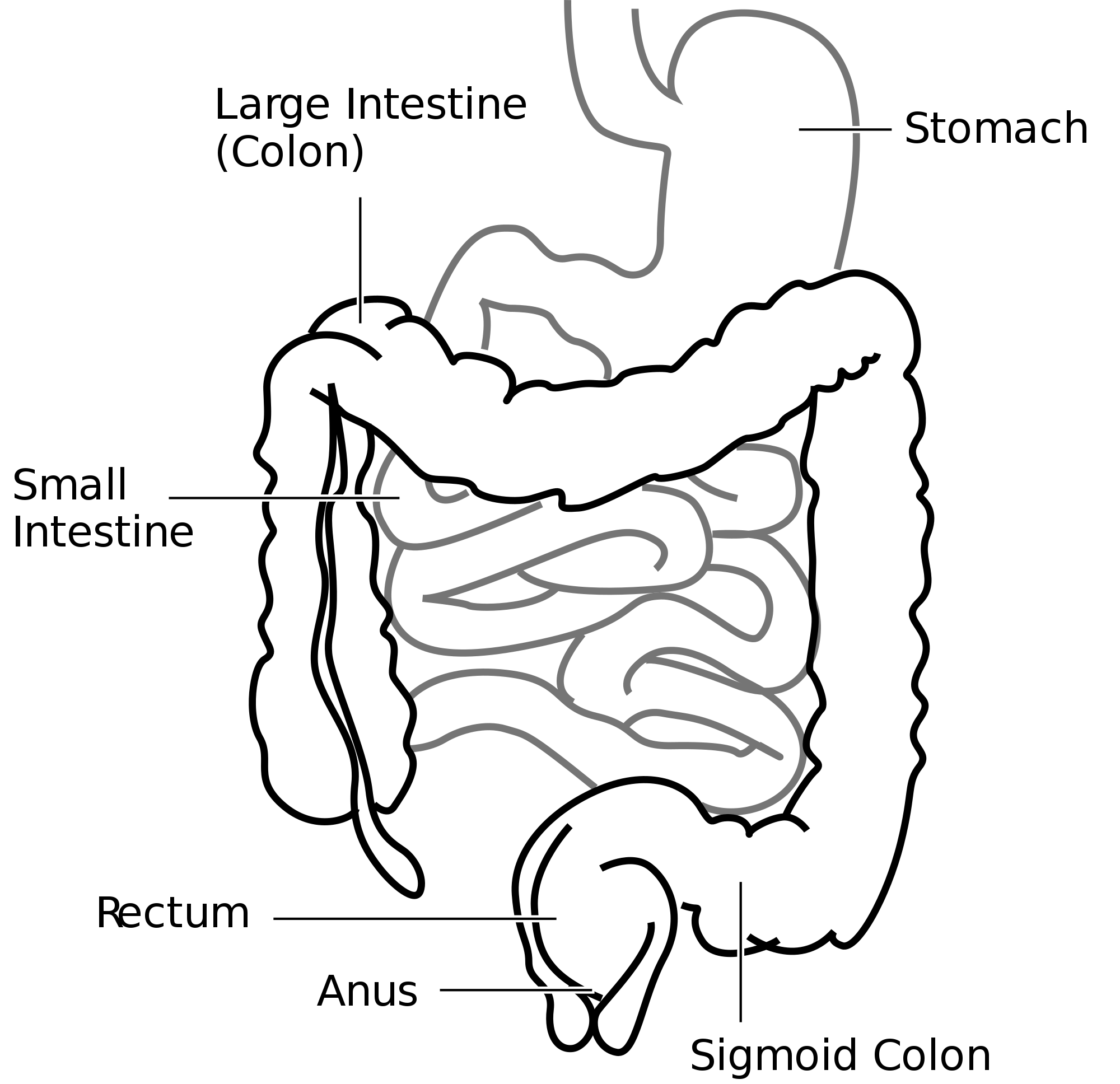 2000x1936 large intestine - Colon Drawing