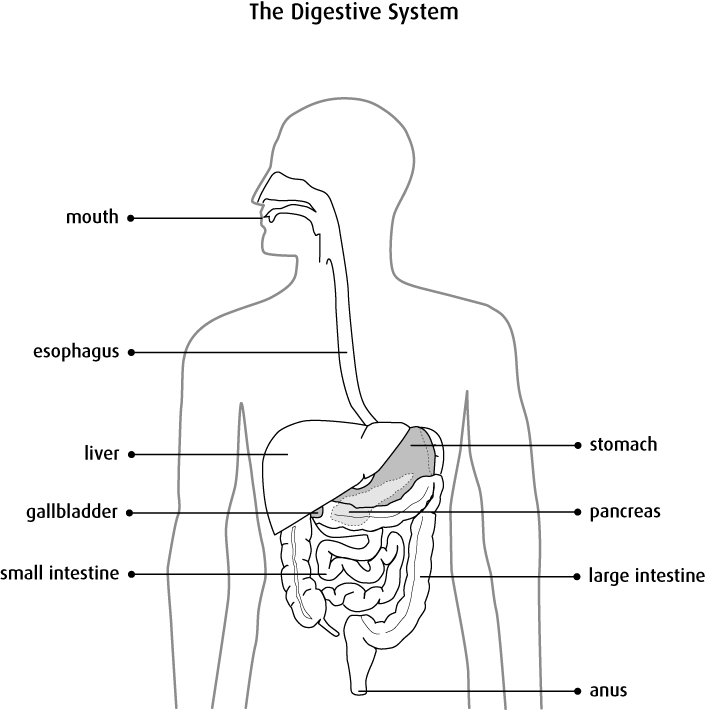 706x710 the colon and rectum - Colon Drawing