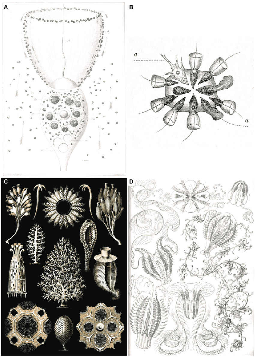 850x1187 a drawing of a feeding choanoflagellate - Colony Drawing