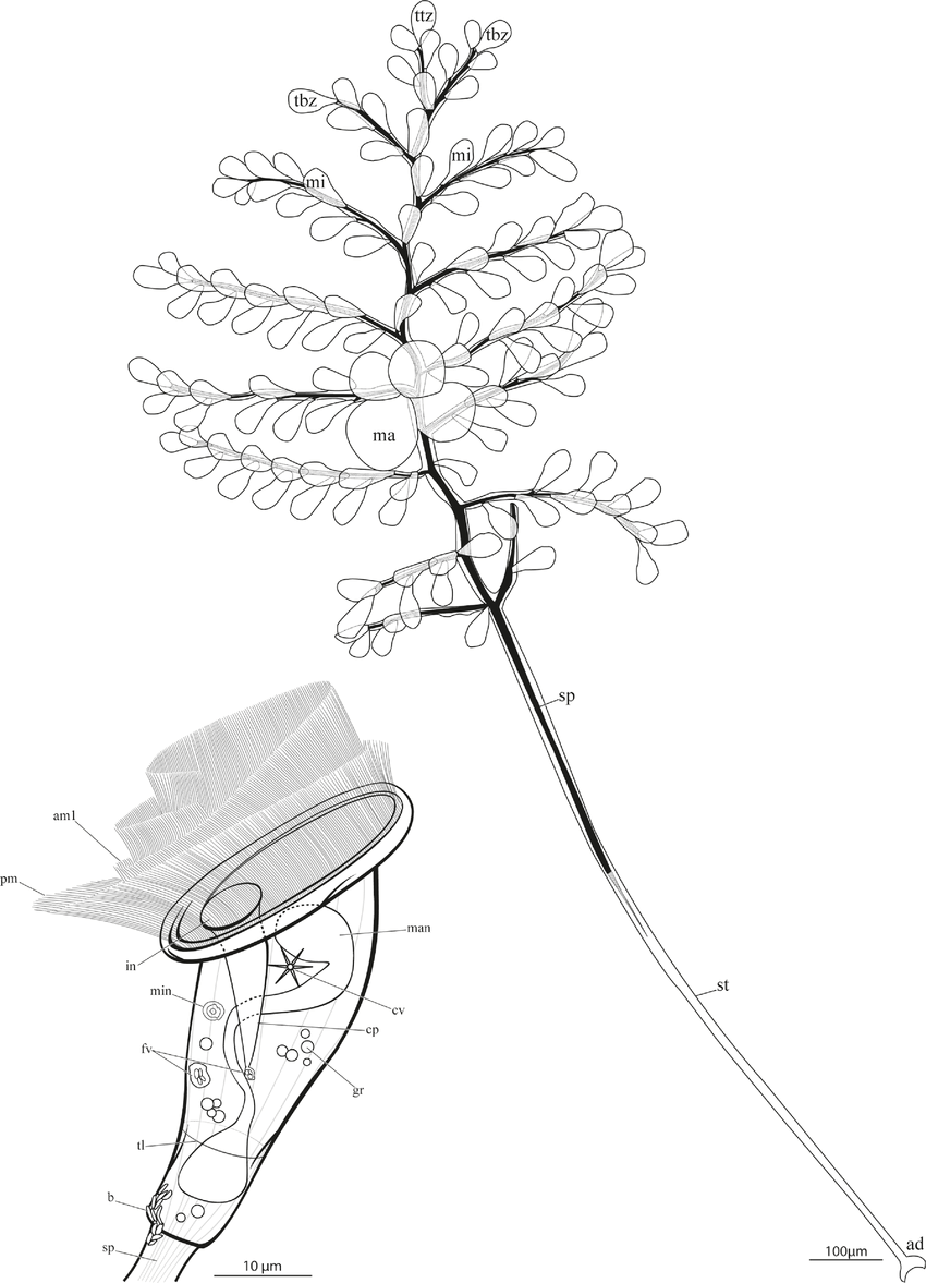 850x1177 Zoothamnium Ignavum Sp Nov Drawing Of The Colony - Colony Drawing