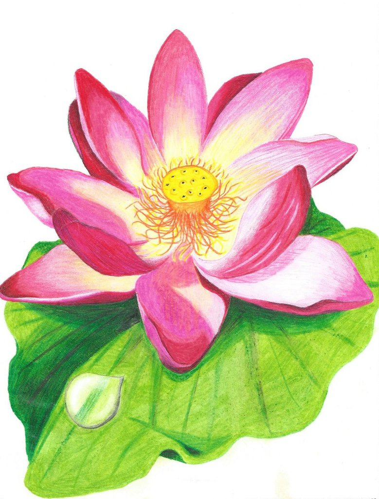 779x1025 flowers color drawings realistic drawings of flowers in color - Color Drawing Flowers