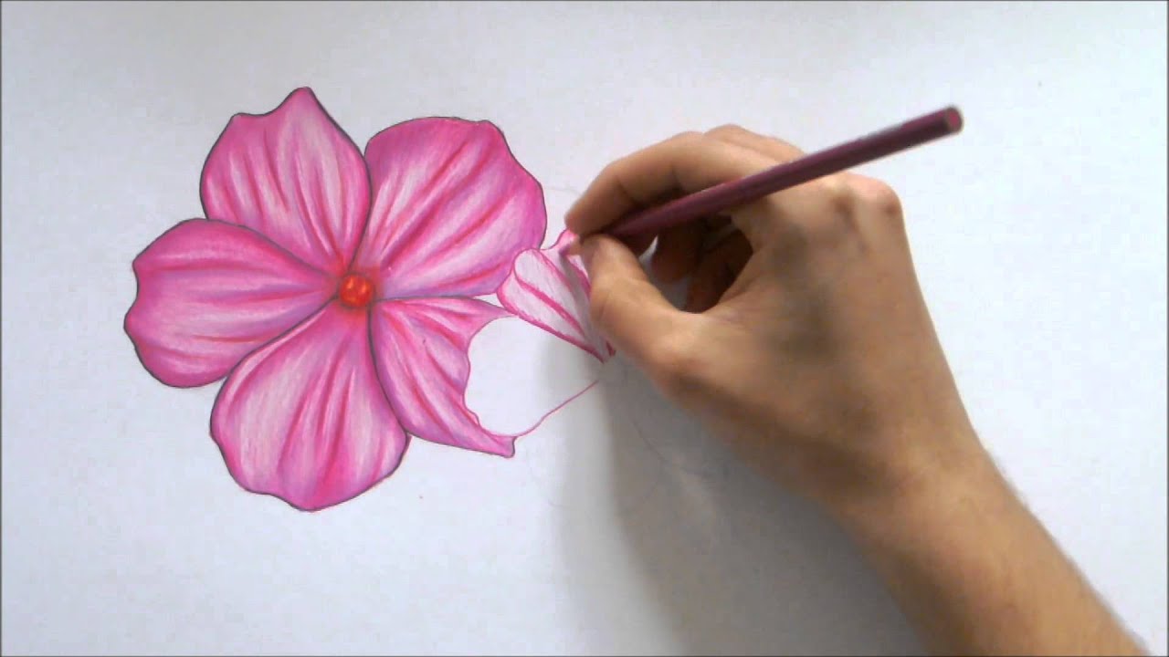 1280x720 How To Draw A Flower Color Pencil Drawing - Color Drawing Flowers