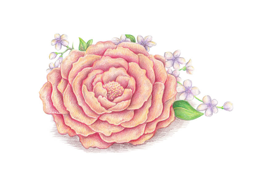 850x584 How To Draw Spring Flowers With Colored Pencils - Color Drawing Flowers