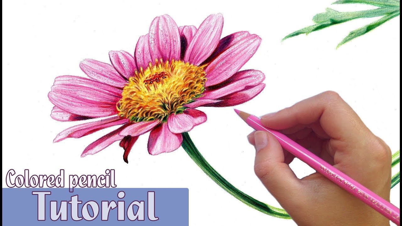 1280x720 How To Draw And Shade A Flower In Colored Pencil - Color Drawing Flowers