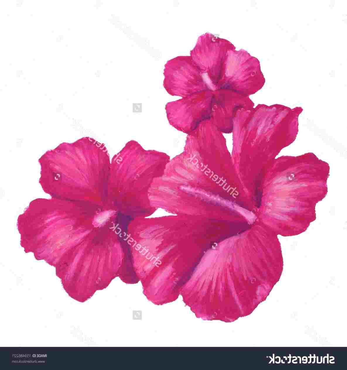 1185x1264 Color Pencil Drawings Of And Rhcreativedrawingnet Flowers Flower - Color Drawing Flowers
