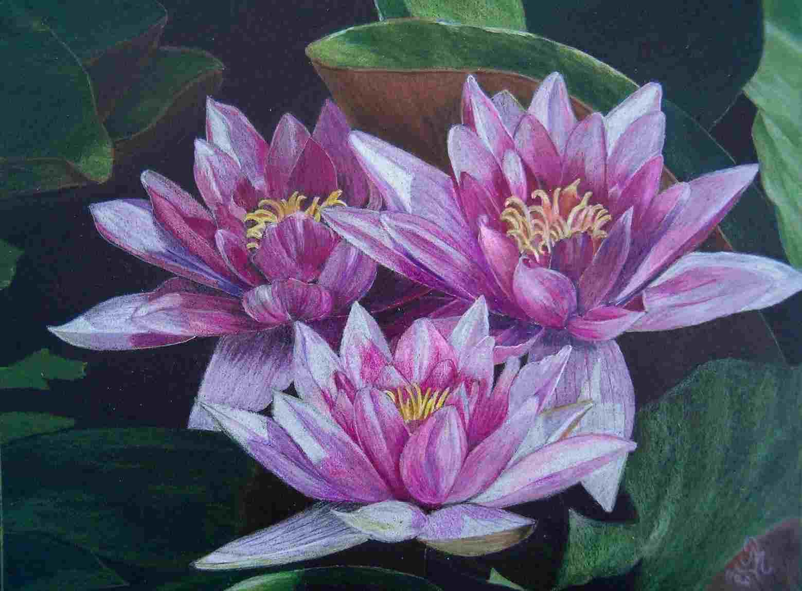 1559x1149 Drawing Rose Drawing Flowers Drawing Color A Rose Flower - Color Drawing Flowers