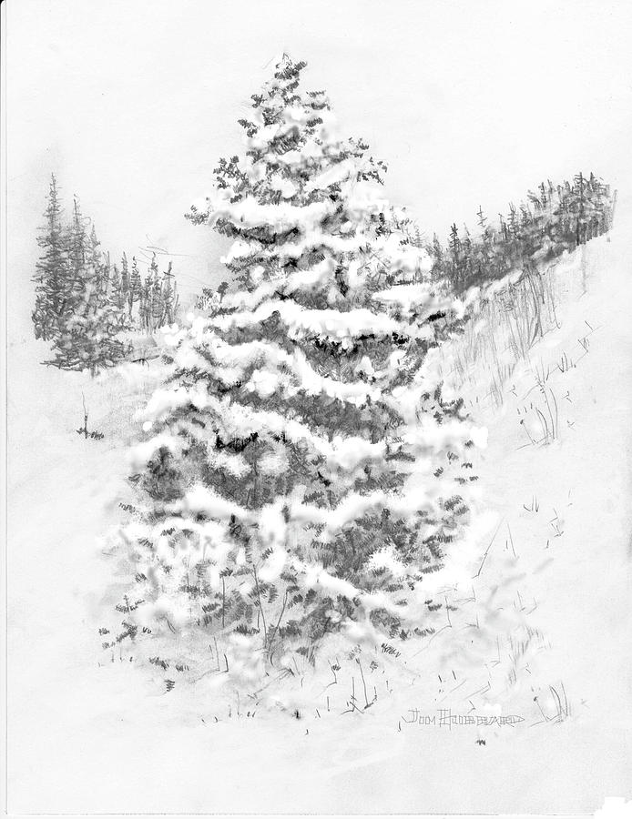 694x900 Colorado Blue Spruce Drawing - Colorado Drawing