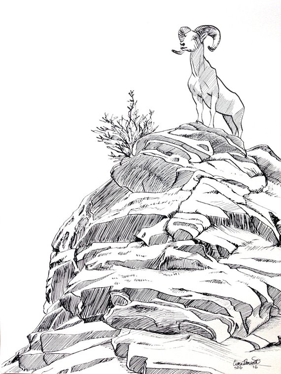 570x759 bighorn sheep colorado original ink drawing inktober rocky etsy - Colorado Drawing