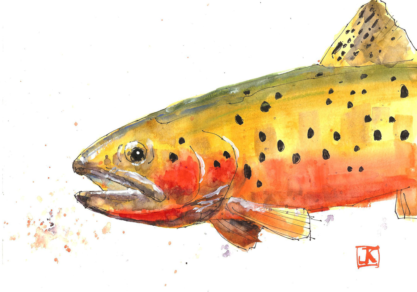 1350x946 drawing flies drawing fish colorado greenback cutthroat - Colorado Drawing